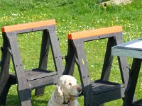 Tractor Run Dog